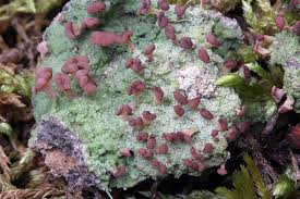 Attēlu rezultāti vaicājumam “Baeomyces rufus”