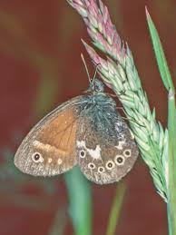 Attēlu rezultāti vaicājumam “Coenonympha tullia underside”