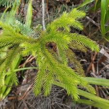 Attēlu rezultāti vaicājumam “Mnium lycopodioides”