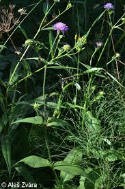 Image result for Knautia dipsacifolia