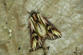 Attēlu rezultāti vaicājumam “Actinotia polyodon”