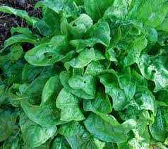 Attēlu rezultāti vaicājumam “Rumex acetosa”