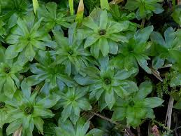 Attēlu rezultāti vaicājumam “Rhodobryum roseum”