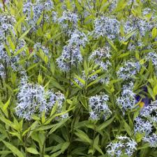 Attēlu rezultāti vaicājumam “Achillea salicifolia”