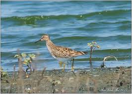 Image result for Calidris melanotos