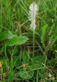 Attēlu rezultāti vaicājumam “Plantago media bud”