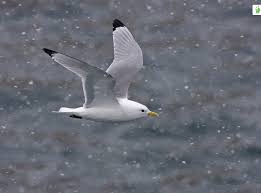 Attēlu rezultāti vaicājumam “Rissa tridactyla”