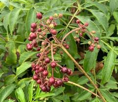 Attēlu rezultāti vaicājumam “Sambucus”