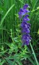<b>Scutellaria baicalensis</b>