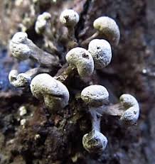 Attēlu rezultāti vaicājumam “Phleogena faginea stalked”