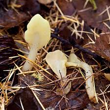 Attēlu rezultāti vaicājumam “Spathularia flavida”