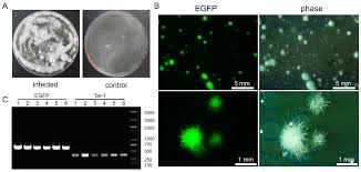 Attēlu rezultāti vaicājumam “Cordyceps farinosa”