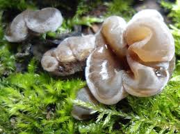 Attēlu rezultāti vaicājumam “Auricularia mesenterica”