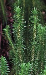 Attēlu rezultāti vaicājumam “Mnium lycopodioides”