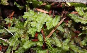 Attēlu rezultāti vaicājumam “Chiloscyphus”