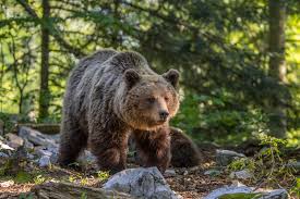 Image result for brown bear