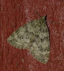 Attēlu rezultāti vaicājumam “Pandemis cinnamomeana female”