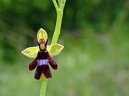 Attēlu rezultāti vaicājumam “Ophrys insectifera leaf”