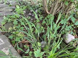 Attēlu rezultāti vaicājumam “Brachypodium sylvaticum flower”