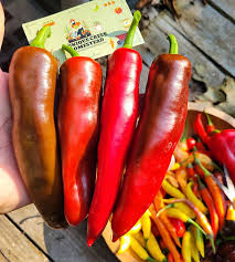 Afbeeldingsresultaat voor long red marconi sweet pepper