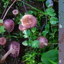 Attēlu rezultāti vaicājumam “Rimbachia neckerae”