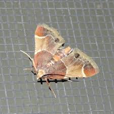 Attēlu rezultāti vaicājumam “Pyralis farinalis”