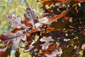 Attēlu rezultāti vaicājumam “Quercus robur”