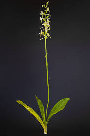 Attēlu rezultāti vaicājumam “Platanthera chlorantha”