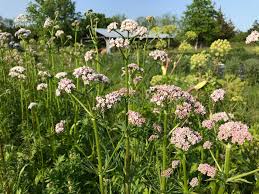 Image result for Valeriana officinalis