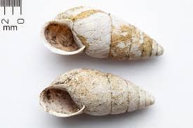 Attēlu rezultāti vaicājumam “Ena montana”