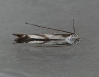 Attēlu rezultāti vaicājumam “Lyonetia prunifoliella”