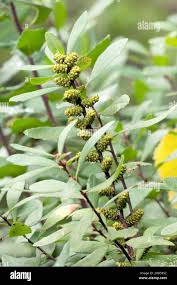 Attēlu rezultāti vaicājumam “Myrica gale bud”