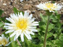 Attēlu rezultāti vaicājumam “Taraxacum suecicum leaf”
