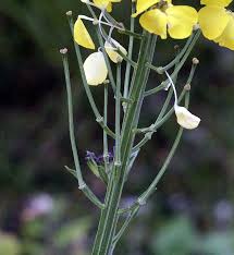 Attēlu rezultāti vaicājumam “Erysimum hieracifolium leaf”