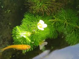 「金魚藻」的圖片搜尋結果