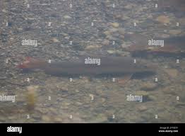 Image result for Moxostoma macrolepidotum