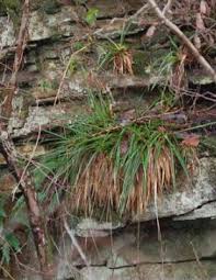 Attēlu rezultāti vaicājumam “Festuca altissima flower”