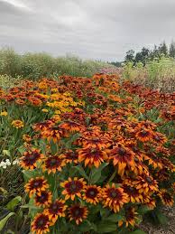 Image result for Rudbeckia Paradisio