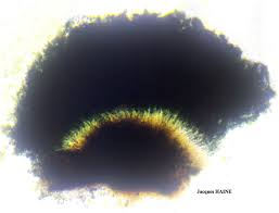 Attēlu rezultāti vaicājumam “Calicium salicinum”