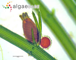 Attēlu rezultāti vaicājumam “Chara globularis”