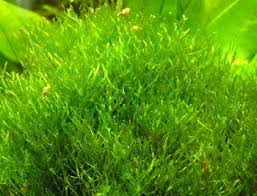 Attēlu rezultāti vaicājumam “Riccia rhenana”