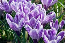 Attēlu rezultāti vaicājumam “Crocus vernus subsp. vernus”
