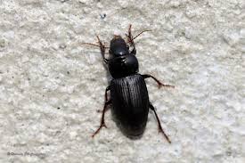 Attēlu rezultāti vaicājumam “Harpalus sp.”