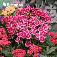 Attēlu rezultāti vaicājumam “Dianthus deltoides flower”