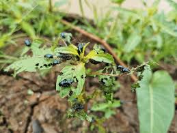 Attēlu rezultāti vaicājumam “Alticinae”