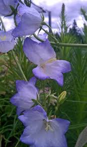 Image result for Campanula persicifolia
