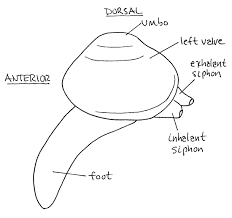 Attēlu rezultāti vaicājumam “Physarum bivalve sessile”
