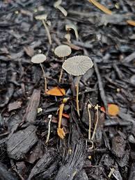 Attēlu rezultāti vaicājumam “Physarum pezizoideum stalked”