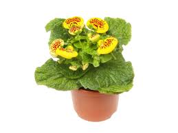 Image result for Calceolaria