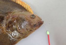 Image result for Liopsetta glacialis